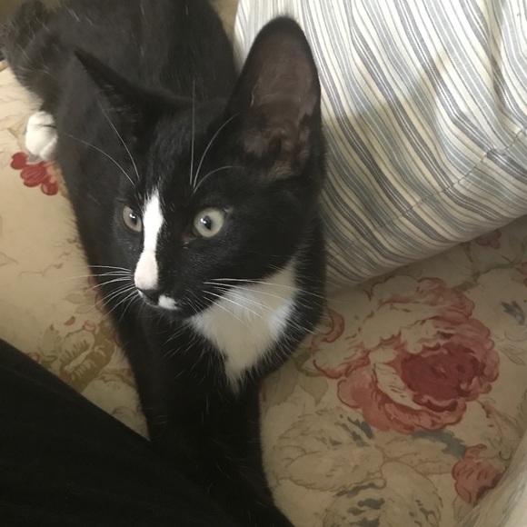 Hi. I’m Koda. I’m 1 year old now - Picture 7 of 14